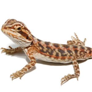 Baby Blue Bar Leatherback Bearded Dragon For Sale