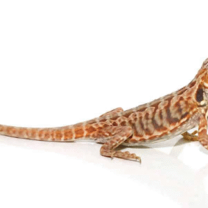 Baby Blue Bar Silky Bearded Dragon For Sale