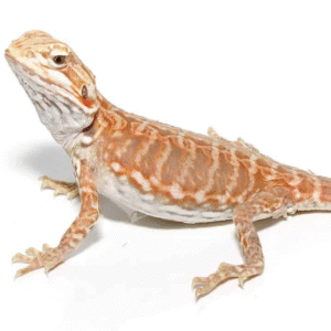 Baby Blue Bar Silky Inferno Hypo Bearded Dragon For Sale