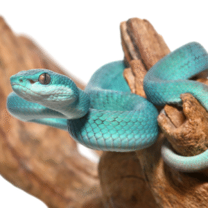 Baby Blue Komodo Island Viper for Sale