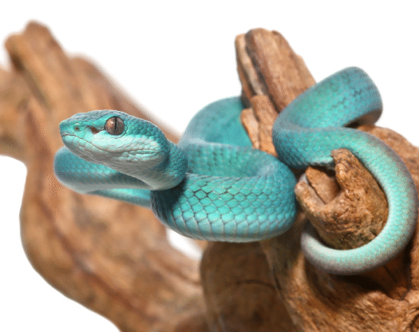 Baby Blue Komodo Island Viper for Sale
