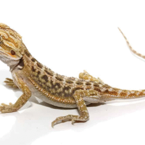 Baby Citrus Dunner Bearded Dragon For Sale