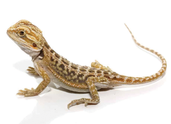 Baby Citrus Dunner Bearded Dragon For Sale