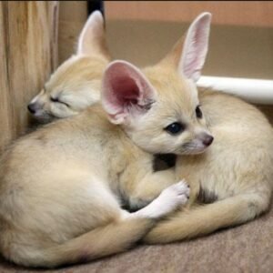 Baby Fennec Fox For Sale