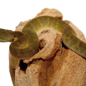 Baby Green Squamigera Bush Viper For Sale