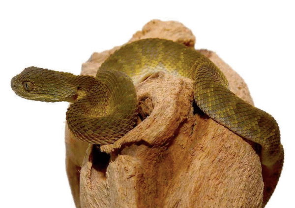 Baby Green Squamigera Bush Viper For Sale
