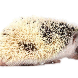 Baby Hedgehogs For Sale