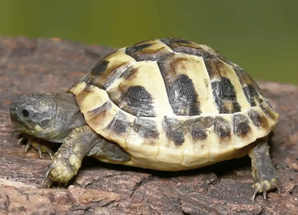 Baby Hermann’s Tortoise For Sale