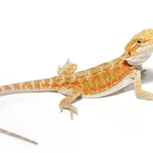 Baby Hypo Blue Bar Bearded Dragon For Sale