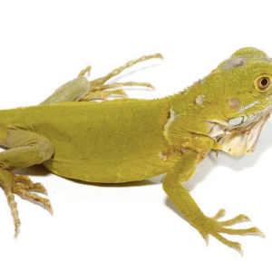 Baby Hypo Iguana For Sale
