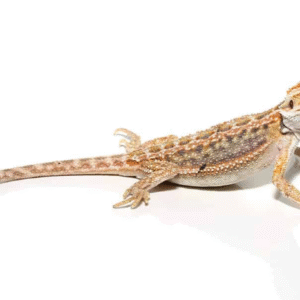 Baby Hypo Inferno Blue Bar Bearded Dragon For Sale