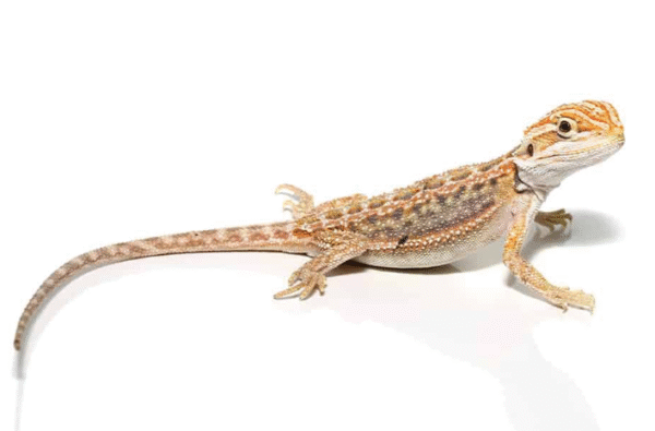 Baby Hypo Inferno Blue Bar Bearded Dragon For Sale
