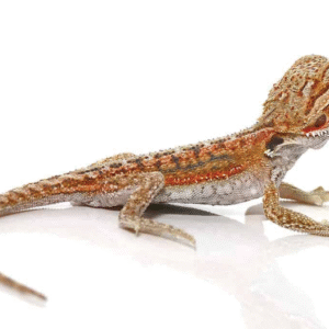 Baby Hypo Inferno Dunner Bearded Dragon For Sale