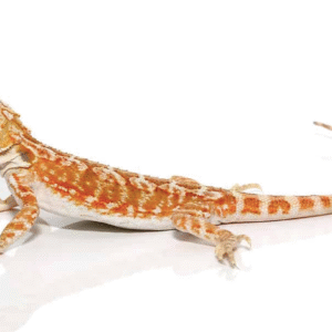 Baby Hypo Inferno Leatherback Bearded Dragon For Sale