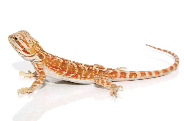 Baby Hypo Inferno Leatherback Bearded Dragon For Sale