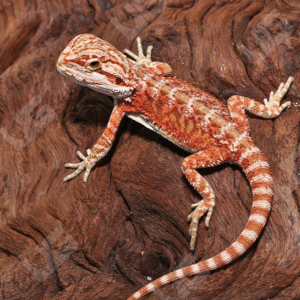 Baby Hypo Inferno Translucent Bearded Dragon For Sale