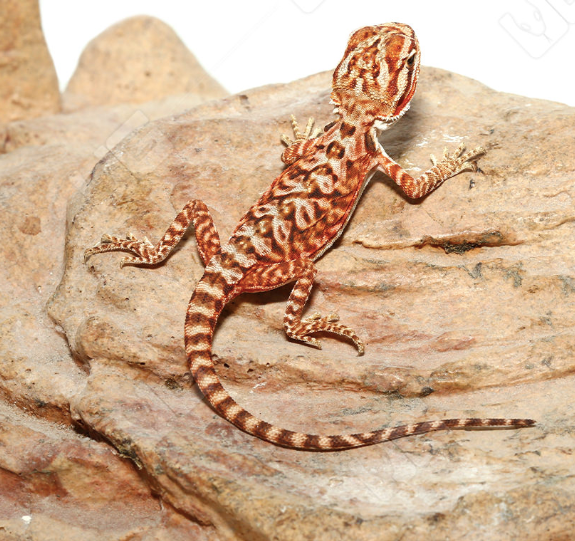 Baby Inferno Leatherback Bearded Dragon For Sale