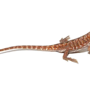 Baby Inferno Silky Bearded Dragon For Sale