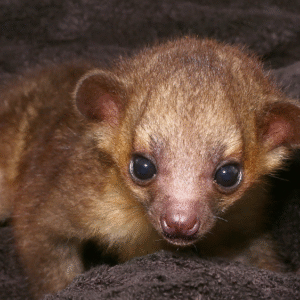 Baby Kinkajou For Sale