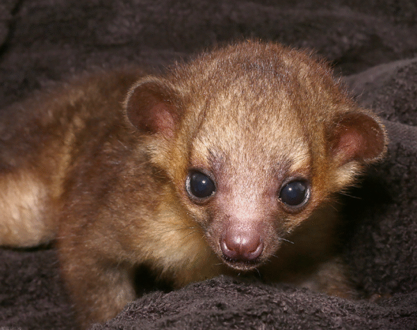 Baby Kinkajou For Sale