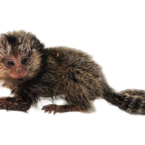 Baby Marmoset Monkey For Sale