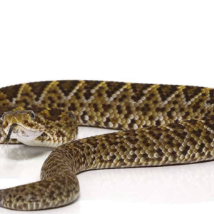 Baby Mexican West Coast Rattlesnake For Sale