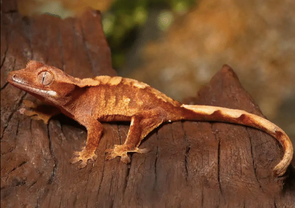 Baby Premium Crested Gecko For Sale