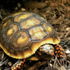 Baby Red foot Tortoise For Sale