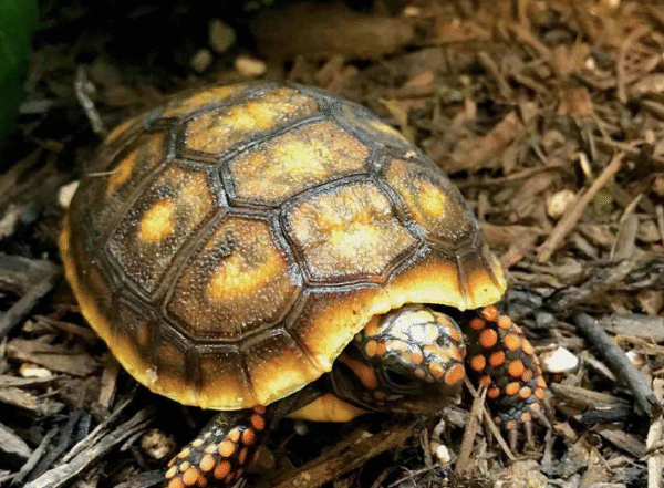 Baby Red foot Tortoise For Sale