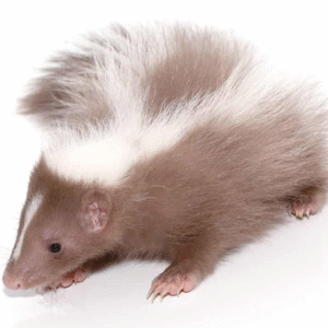 Baby Striped Skunk For Sale