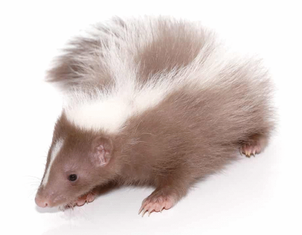 Baby Striped Skunk For Sale