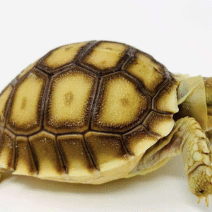 Baby Sulcata Tortoise For Sale
