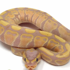 Banana Ball Python For Sale