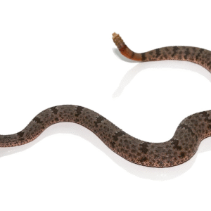 Banded Rock Rattlesnake For Sale
