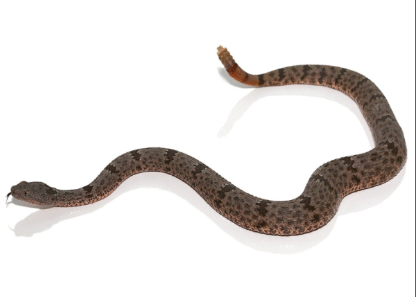 Banded Rock Rattlesnake For Sale