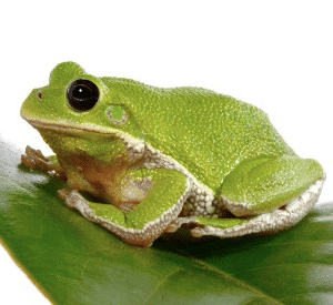 Barking Tree Frog for Sale