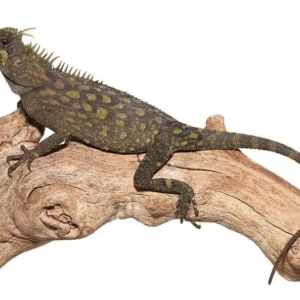 Bintang Horned Tree Dragon For Sale