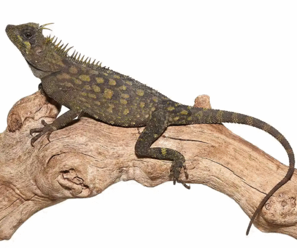 Bintang Horned Tree Dragon For Sale