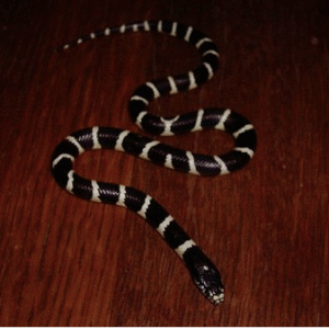 Black and White California Kingsnake for Sale