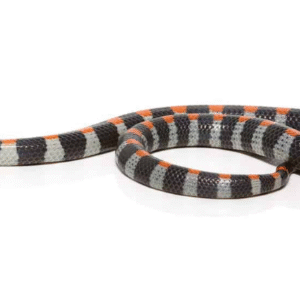 Black Banded Snake For Sale