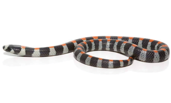 Black Banded Snake For Sale