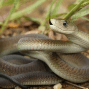 Black Mamba For Sale