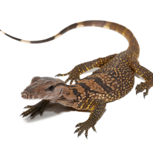 Black Roughneck Monitor for Sale