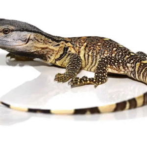 Black Throat Monitor for Sale