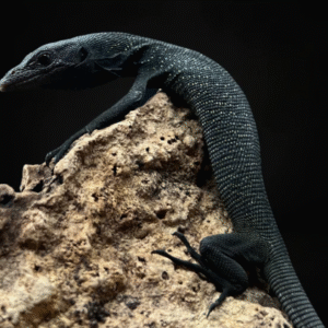 Black Tree Monitor for Sale