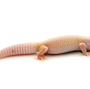 Blazing Blizzard Leopard Gecko for Sale
