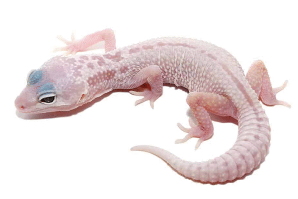 Blizzard Leopard Gecko for Sale