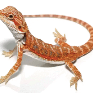 Blue Bar Bearded Dragon For Sale