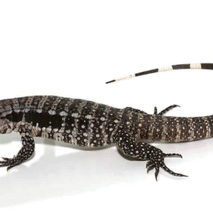 Blue Tegu For Sale