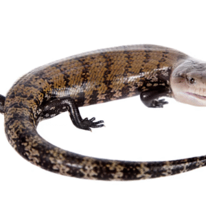Blue Tongue Skink for Sale
